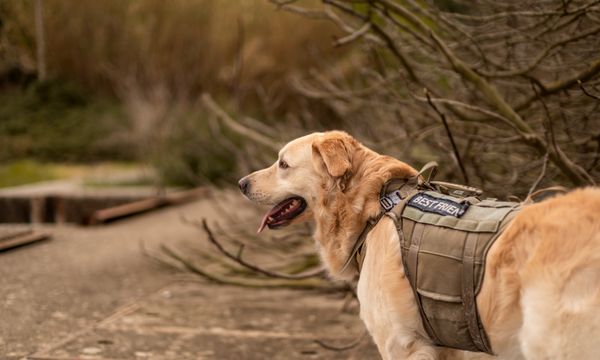 Public Access Service Dog Training