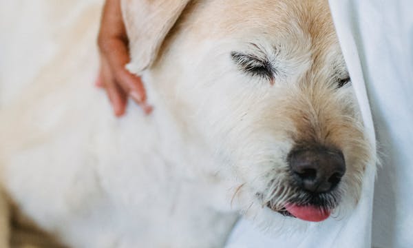 Canine Massage